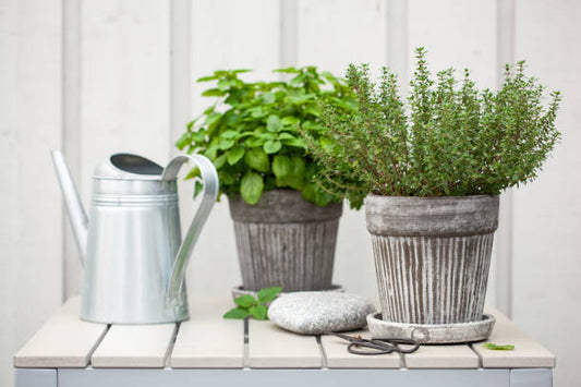 Powerful Herbs found in your garden!